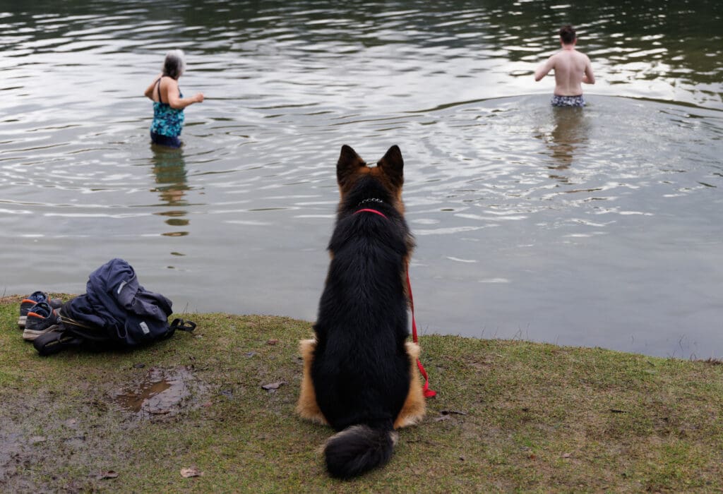 Zeus, a German shepherd, watches his owner Eli Yakimyuk take a dip with another person in Lake Padden.