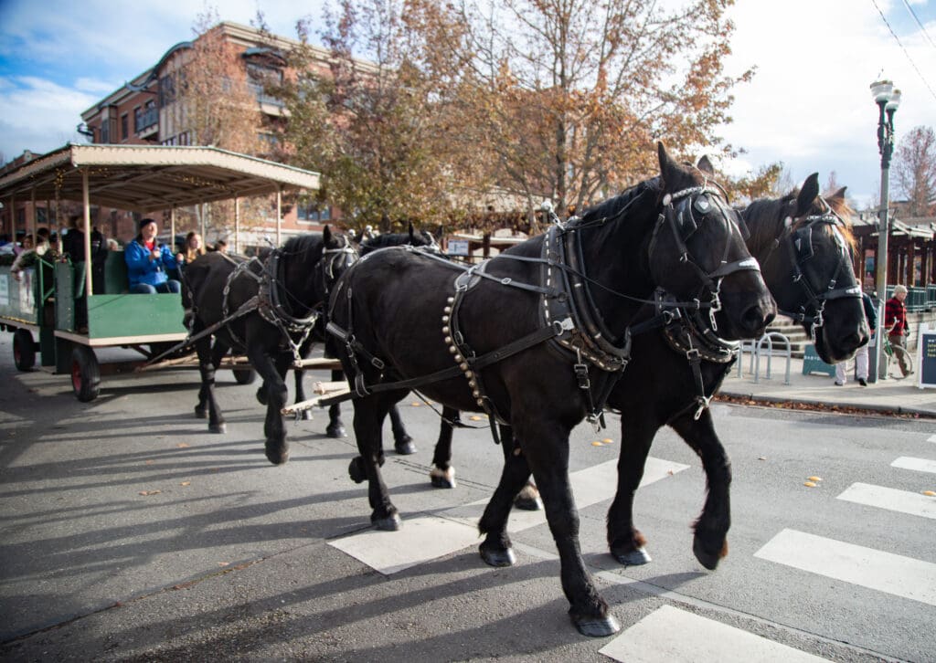 Two pairs of Percheron draft horses pull a cart load of people through the streets of Fairhaven.