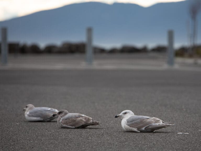 Reported spread of avian flu among northern Puget Sound gulls