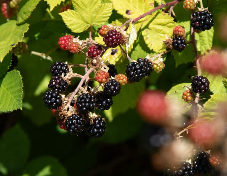 Blackberries ripen on a bush in Bellingham. Learn tips for picking the berries