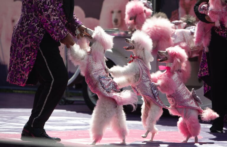 The poodles form a conga line during the Cartoon Poodle show on Thursday
