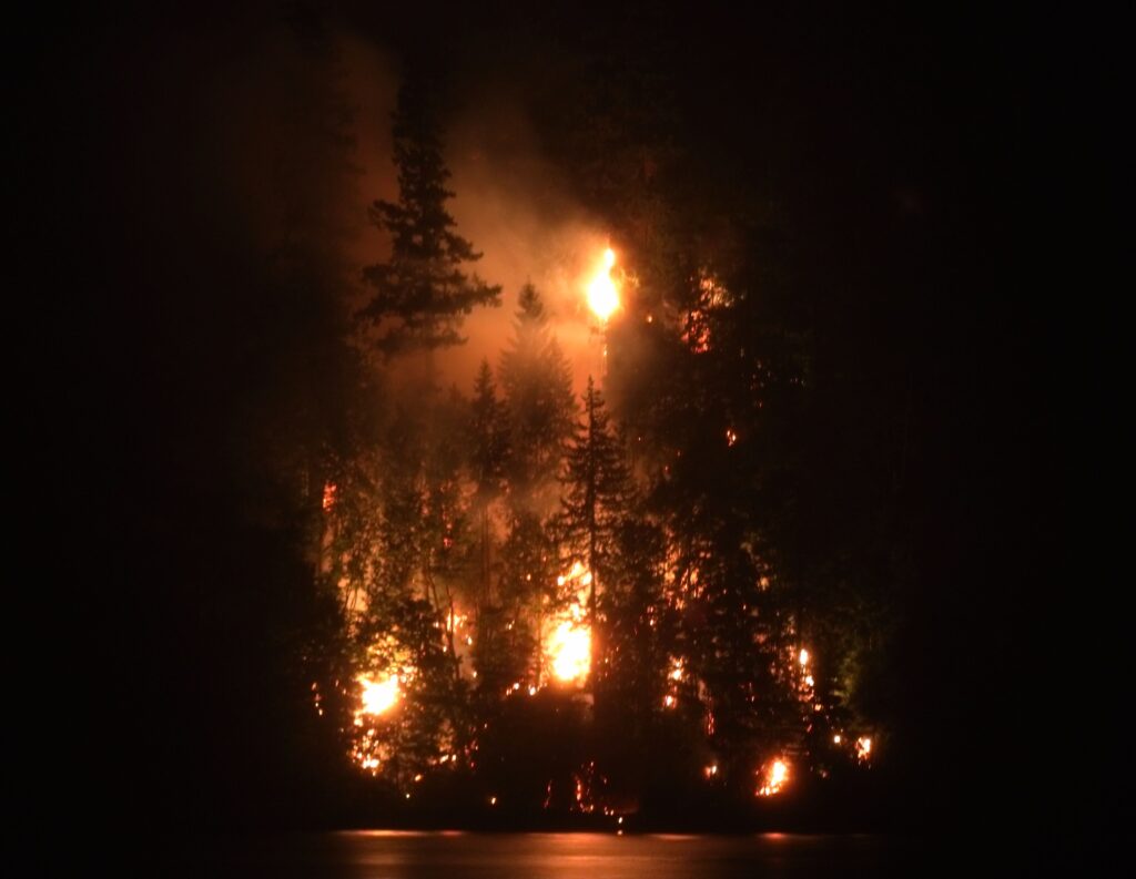 A forest ablaze.