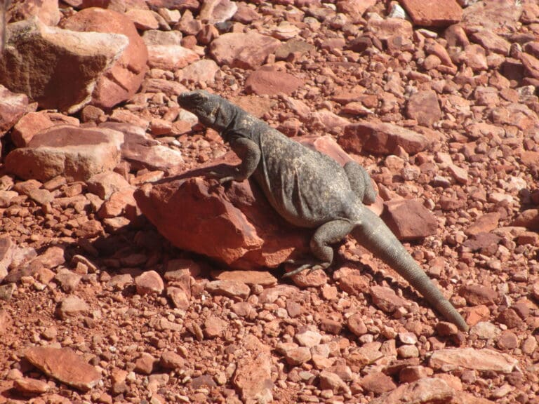 A chuckwalla lizard lounges on a rock in Red Rock Canyon National Conservation Area in Clark County
