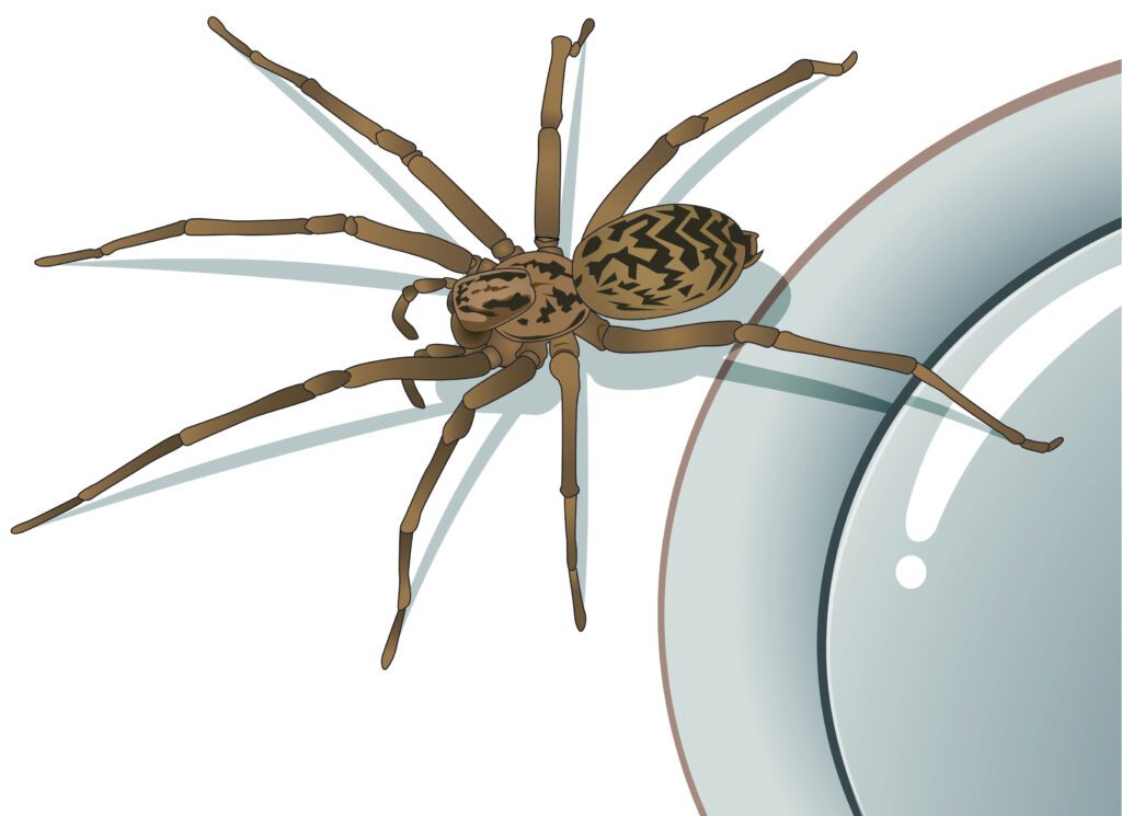 A visual illustration of a spider coming out of a drain.