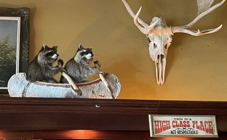 Taxidermied raccoons Lewis and Clark next to a cow skull hanging from the wall.