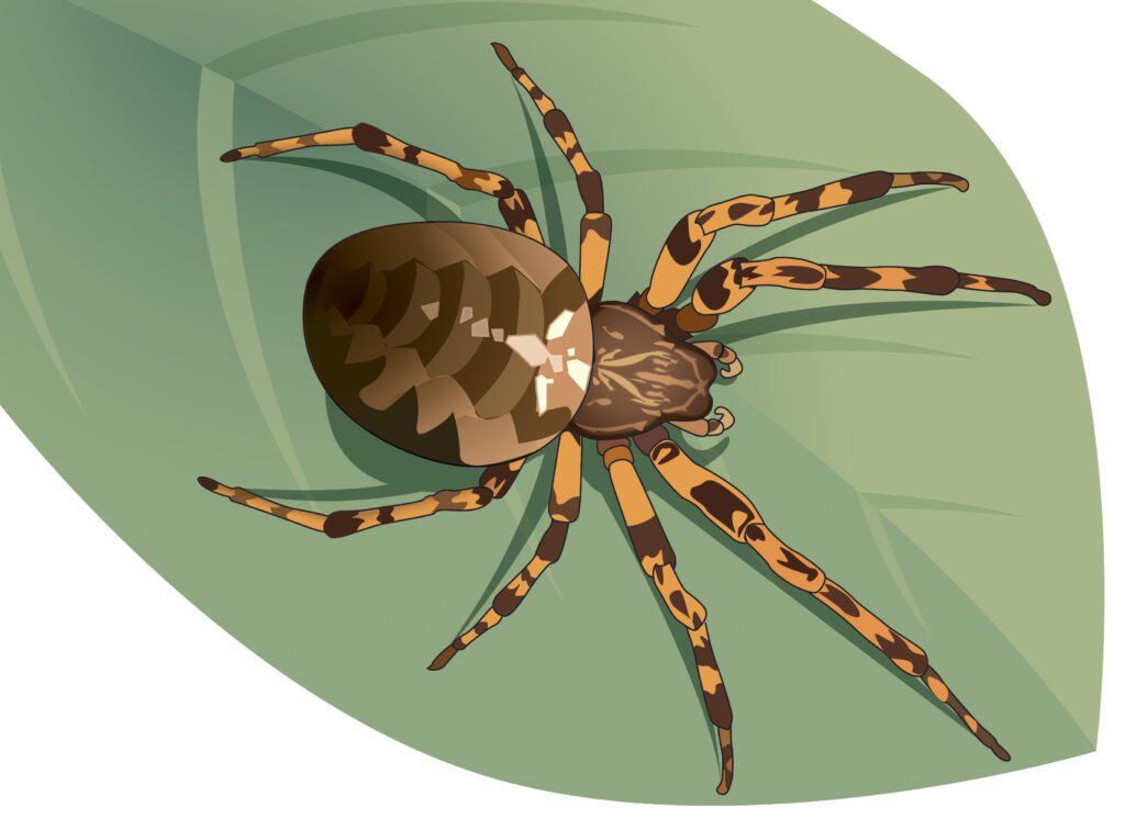 An illustration of an orbweaver spider on top of a leafe.