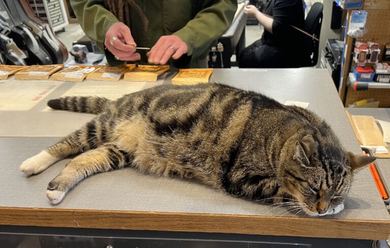 Saul the cat sleeps on a counter at Bellingham Wind Works