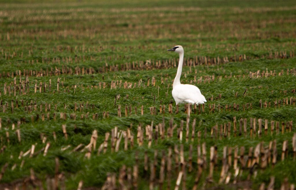 A trumpeter swan stands in a cut corn field.