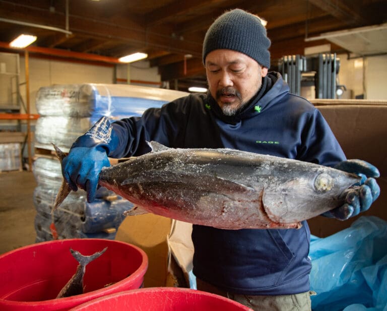 Local fisherman Ficus Chan moves a frozen tuna into a bucket to weigh on Oct. 31