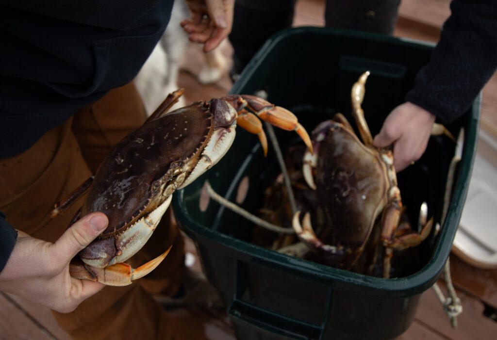 Fisherman holds up a crab while another fishes out another from a storage container.