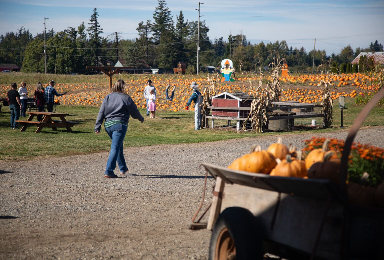 Willetta Farm features a large pumpkin patch and is a popular destination for field trips and locals in October.