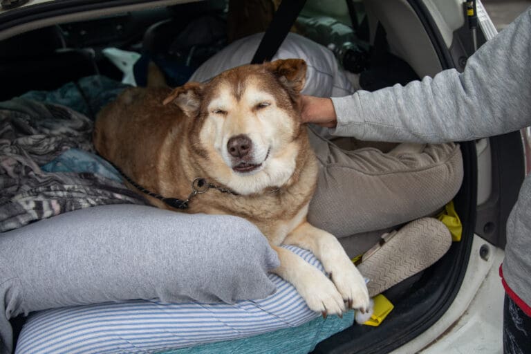 Laurie D., who asked to have her last name withheld for family privacy, pets her dog, Sam, who is lounging in the back of her car.