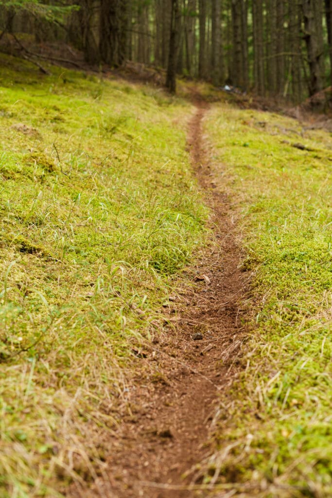 Lush green grass and moss blanket cover the ground as a dirt path leads into the forest.
