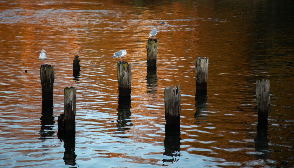 A few seagulls standing on wooden poles in the water.
