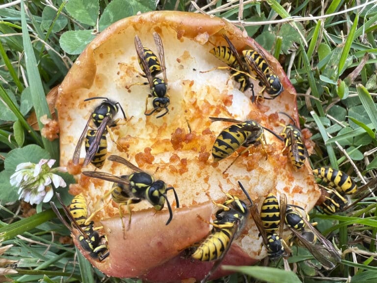 Eastern yellow jacket wasps eat an apple that fell onto the grassy floor.