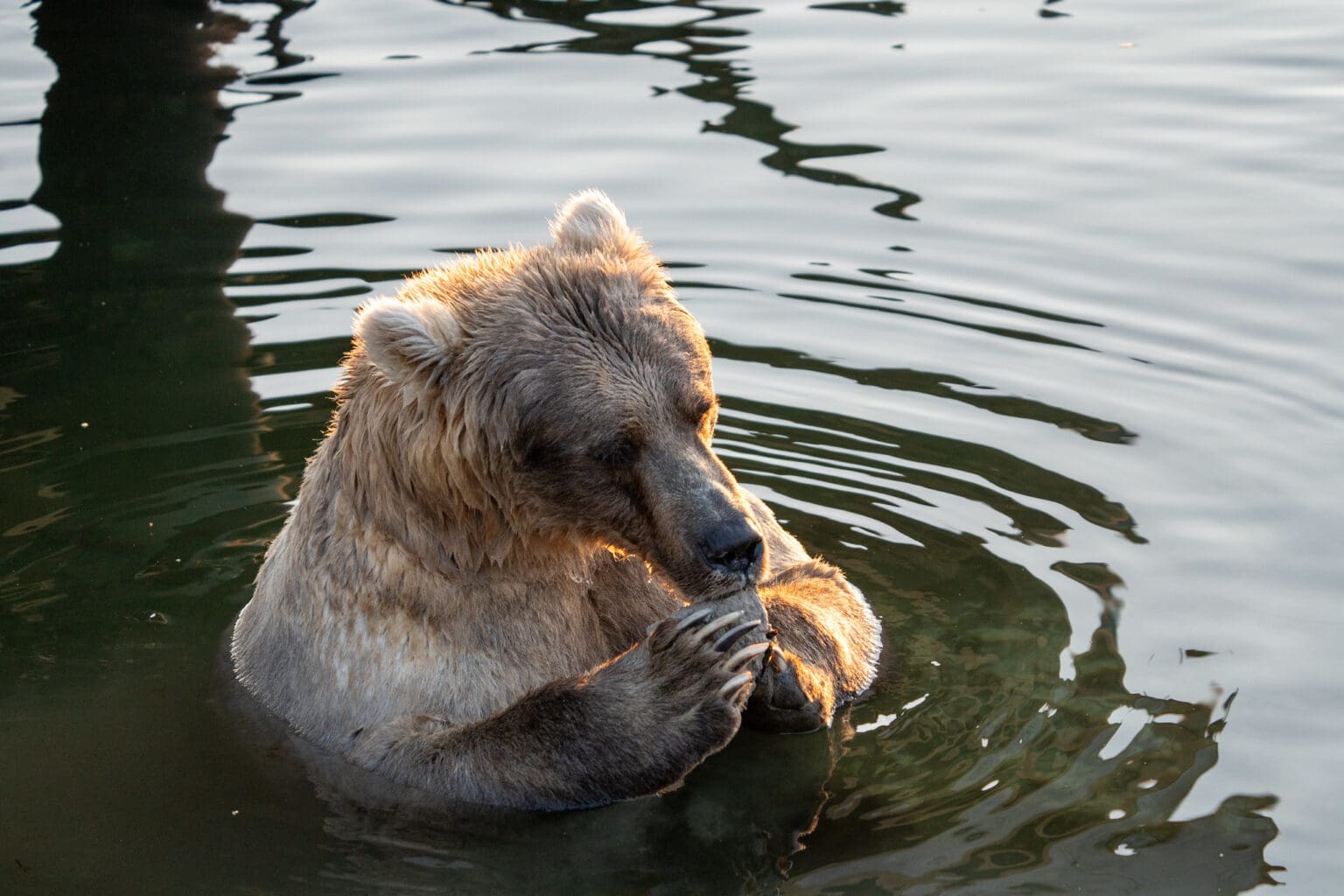 Holly, a bear, enjoys the serene waters.