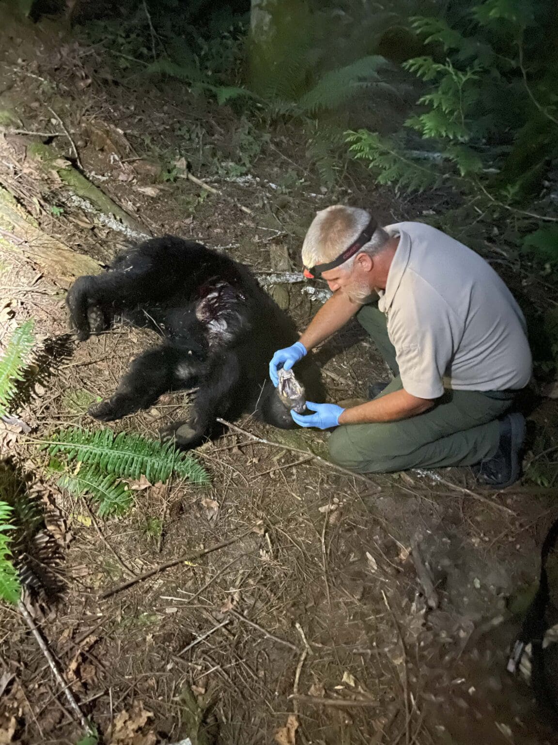 Enforcement officers from the Washington Department of Fish and Wildlife hunted and fatally shot a female black bear in the Y Road Trail area on Aug. 3