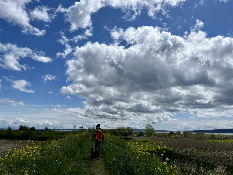 A hiker walks along a dike in Conway as large clouds cover most of the blue sky.