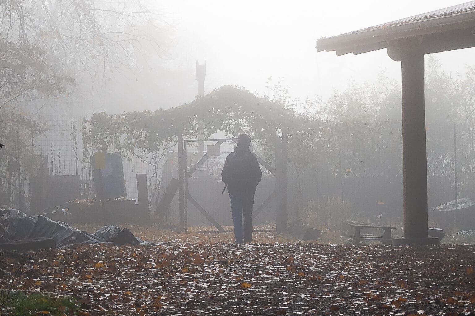 A student walks toward the foggy gated entrance of the Outback farm.