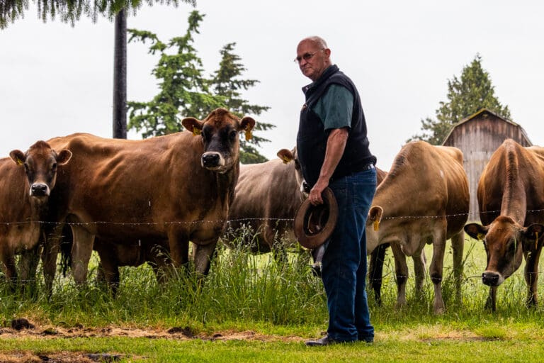 Larry Stapp, the owner of Twin Brook Creamery, stands with his younger pregnant cows at the creamery in Lynden on June 3.