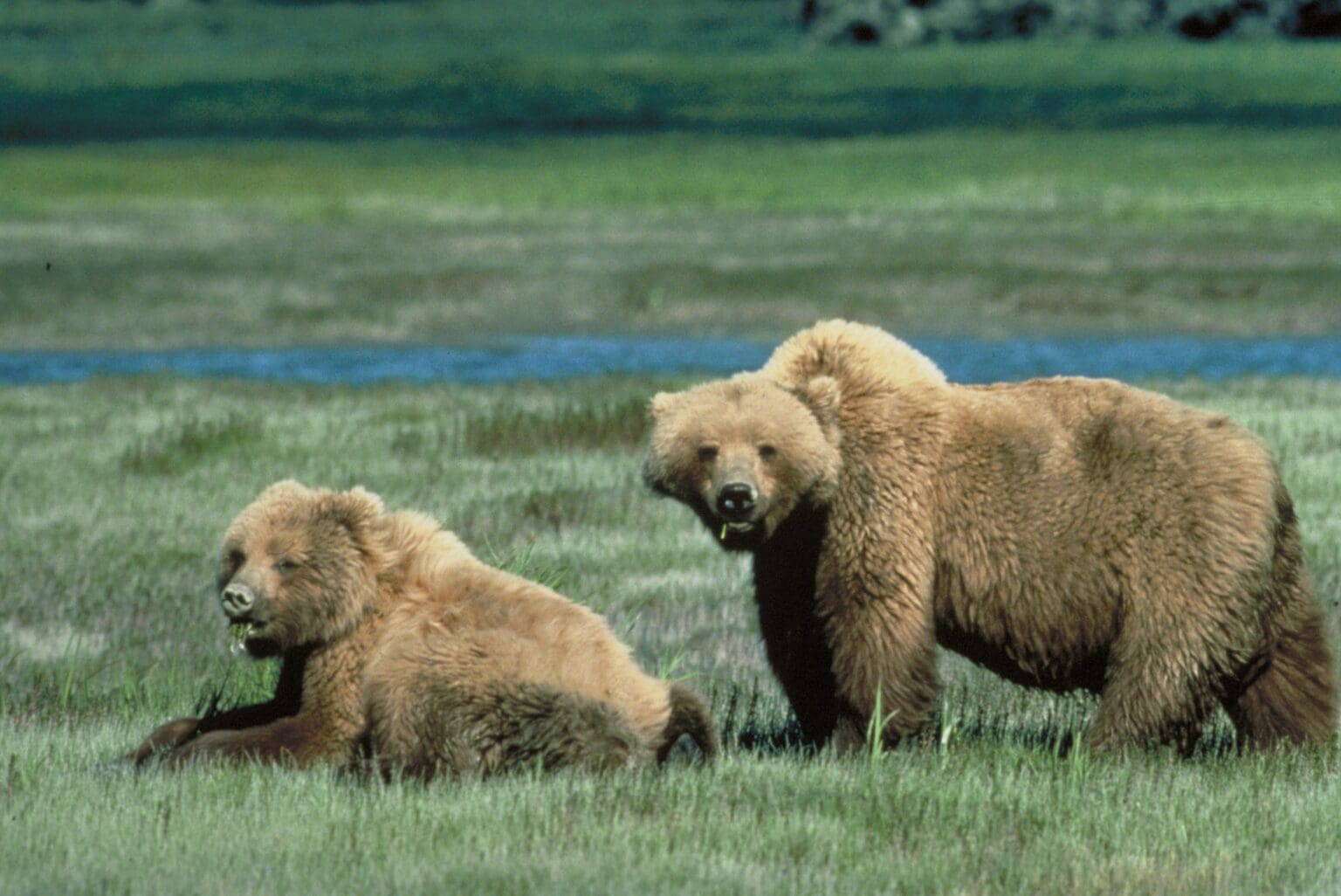 Two bears grazing on the grasslands next to each other look over to the camera in curiousity.