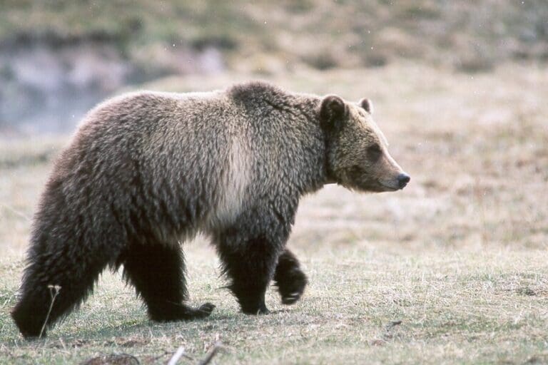 A grizzly bear strolls through grassland in Yellowstone National Park. The species being considered for relocation to the North Cascades should be welcomed back