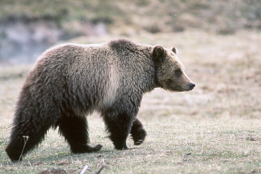 A grizzly bear strolls through dead grassland.