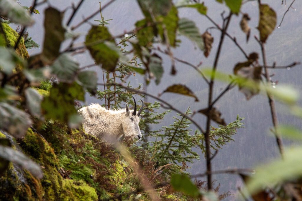 Through the sticks and leaves, a mountain goat looks down surrounded by dense forestry.