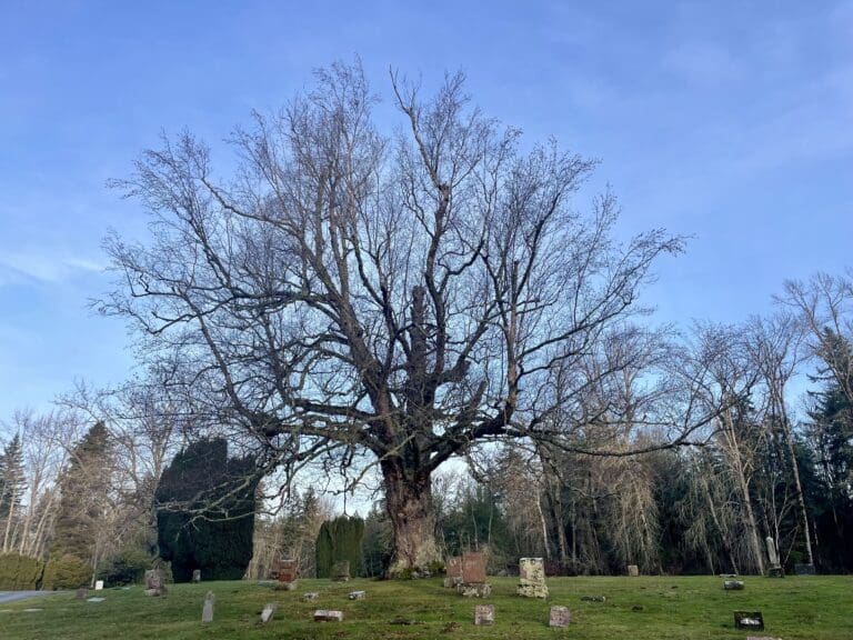 A paper birch tree overlooking a graveyard.