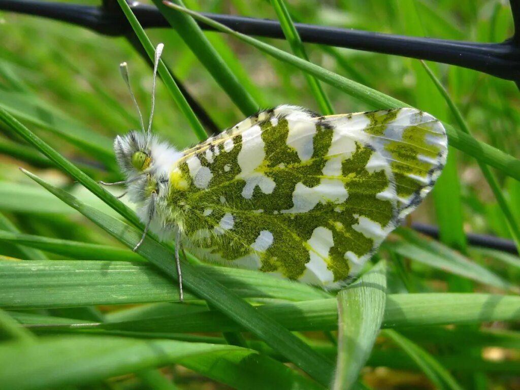 The island marble butterfly is one of four species up for status reclassification in Washington state.