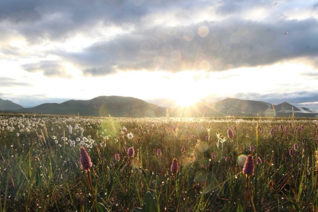 The shine of the rising sun beams past the mountains and clouds to a meadow full of blooming flowers and plants.