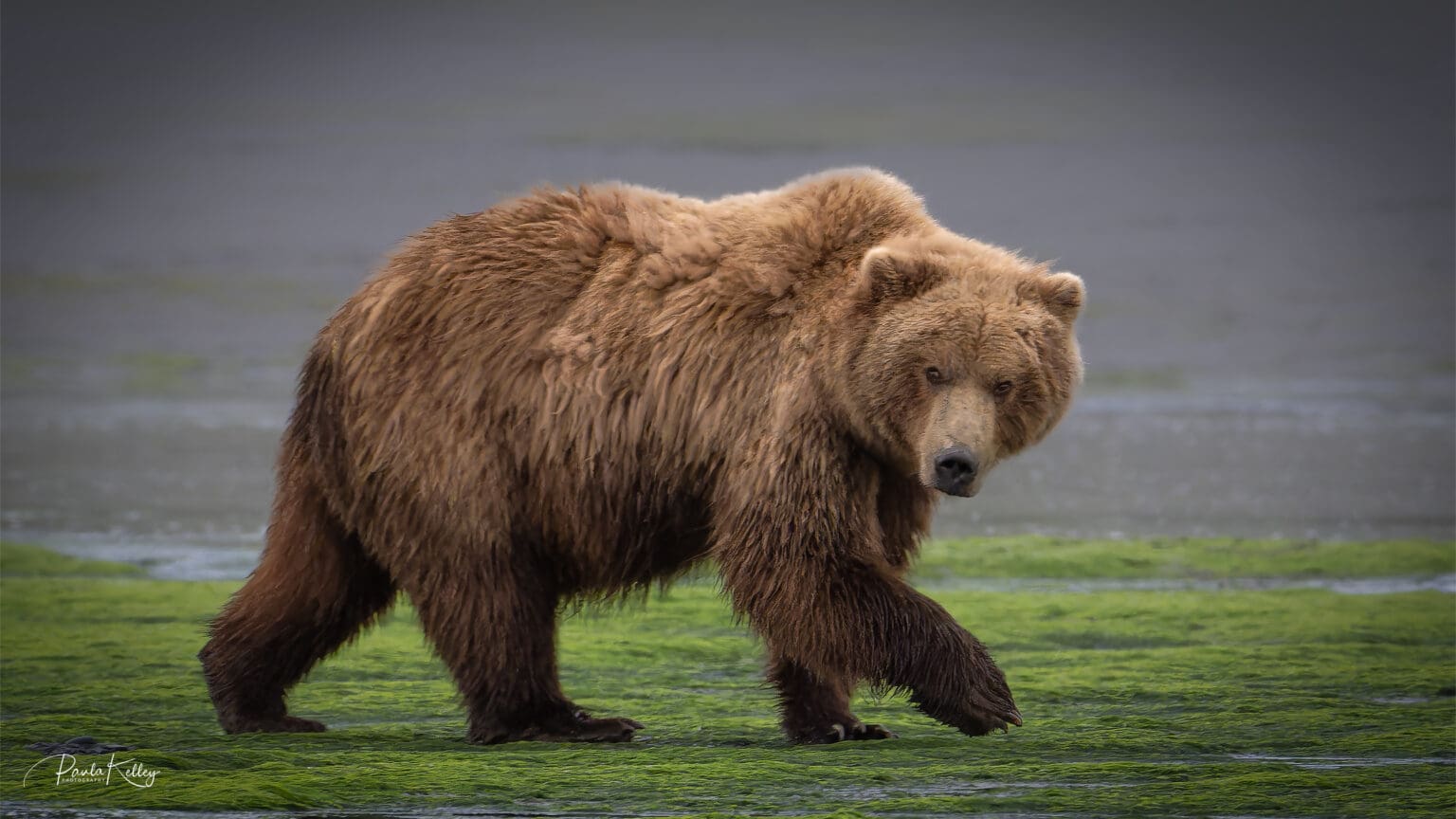Paula Kelley's "Alaskan Bear Glance" is a photo of a bear walking on grass.