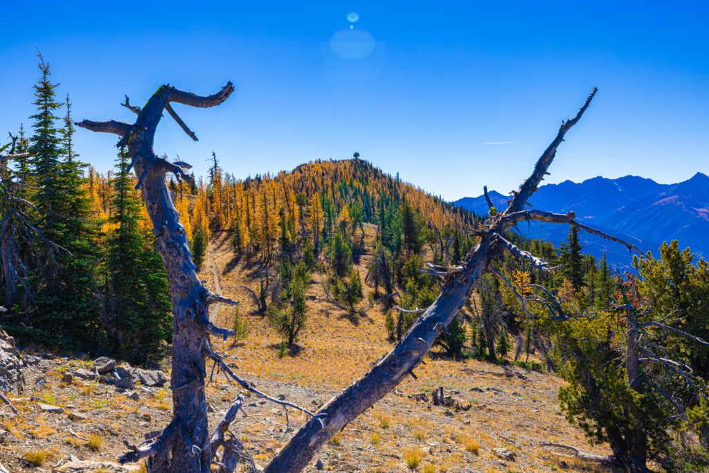A photo through two barren trees and Golden larches that cover the northern slope of Goat Peak.