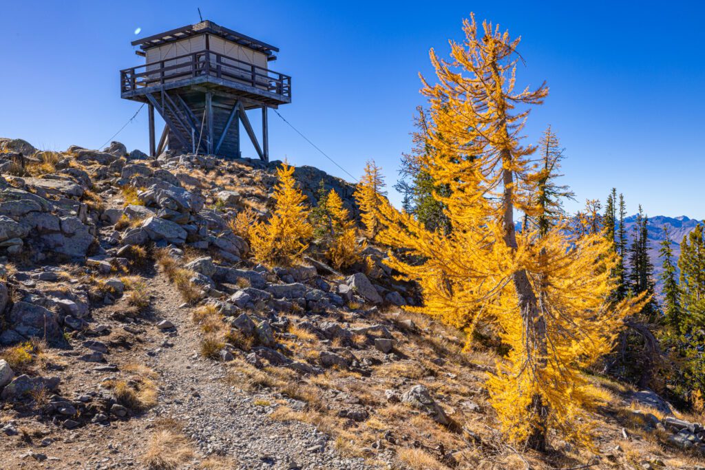 Flaming larches and a historic fire lookout above the Methow Valley overlooks the rough path covered in rocks and lined up with bright yellow trees.