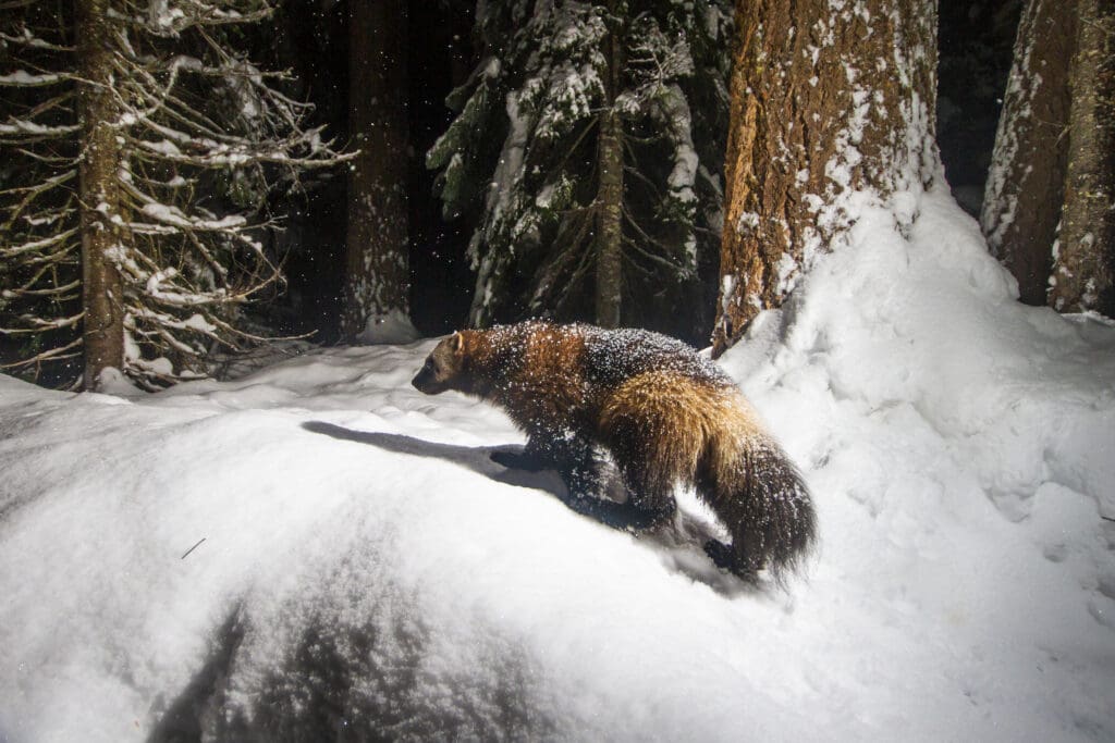 A wolverine navigating through the snow surrounded by trees covered in snow.