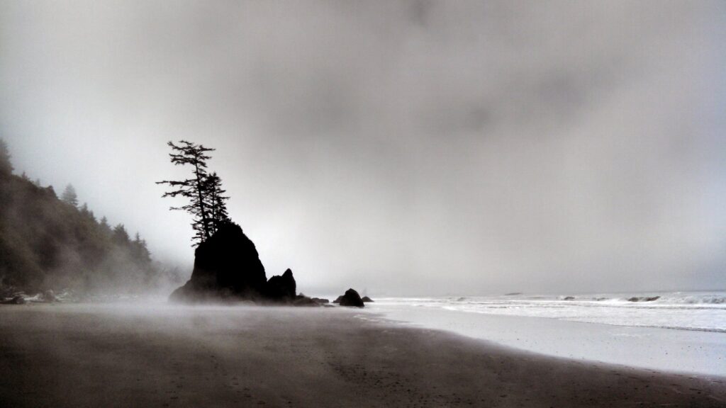 The Olympic National Park shores is dark and covered in fog.