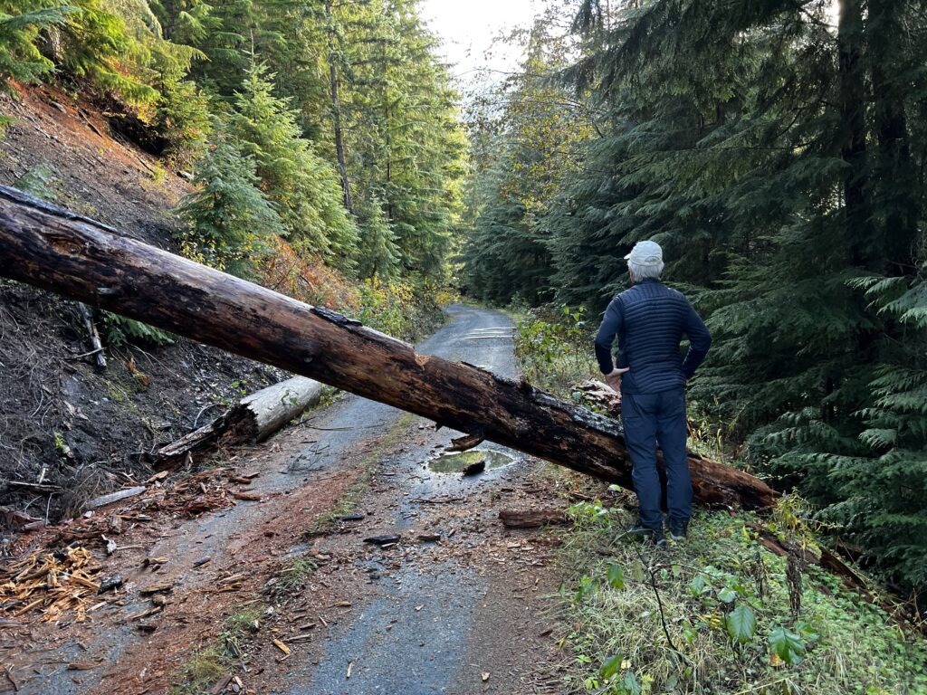 Bellingham nature photographer Ken Harrison surveys the road past the fallen tree with his hands on his hips.