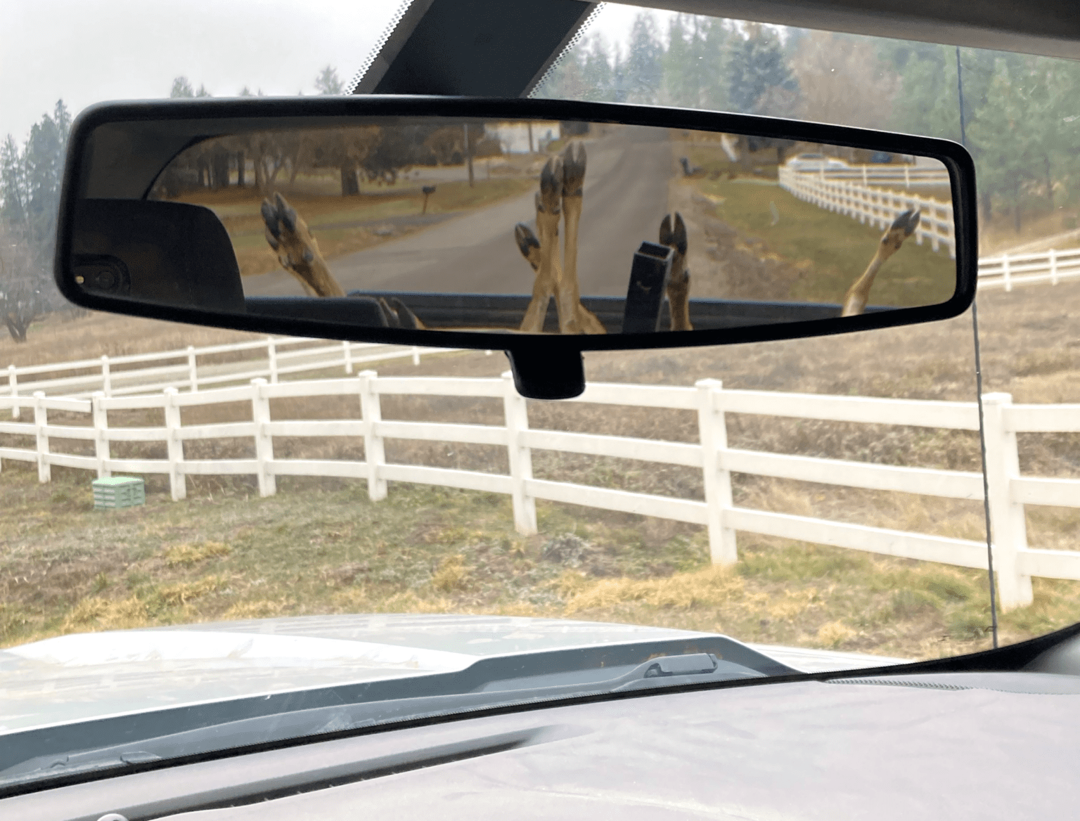 A deer's legs and snout up in the air seen through the front view mirror.