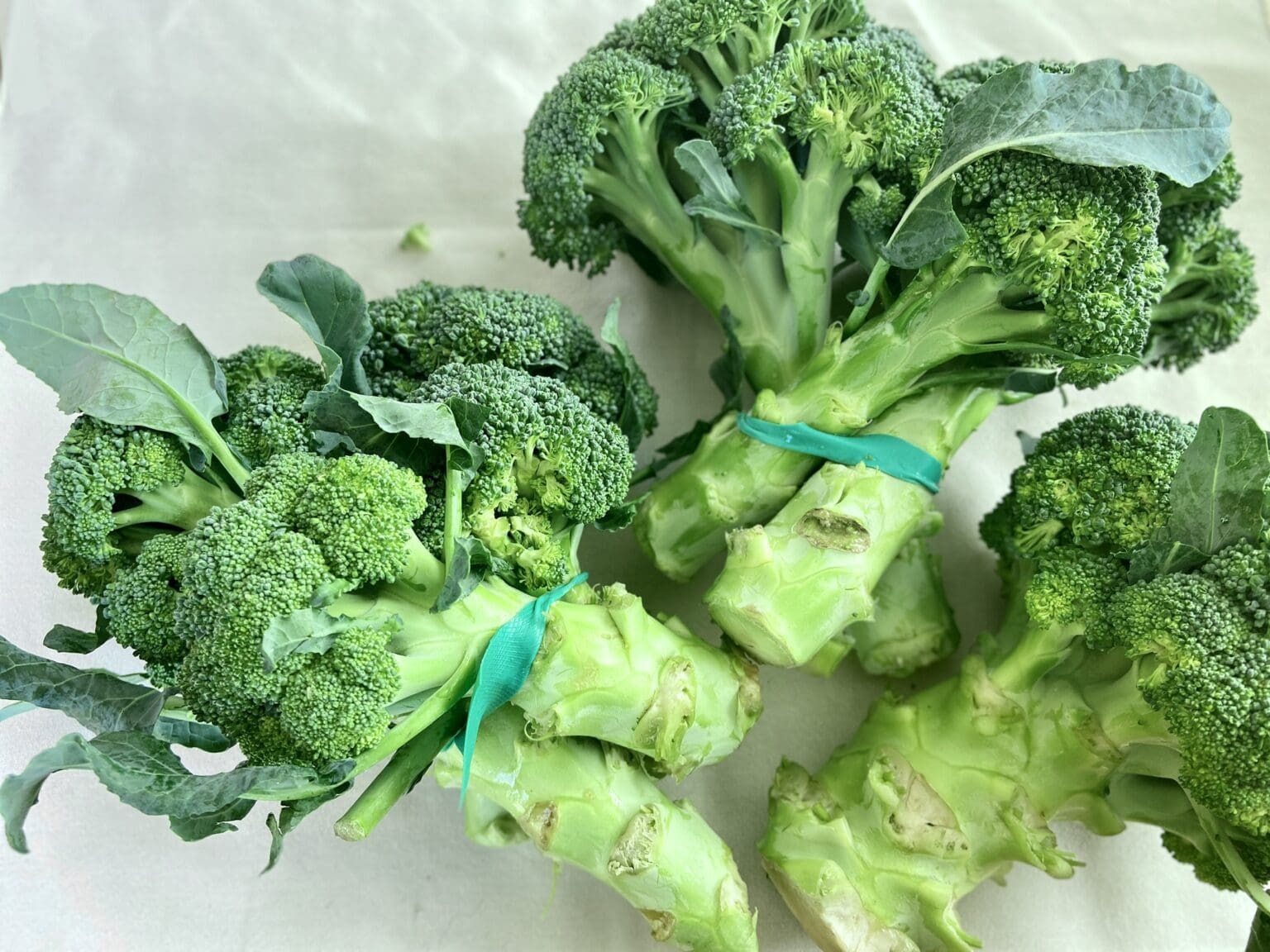 Tied broccoli lay next to each other.