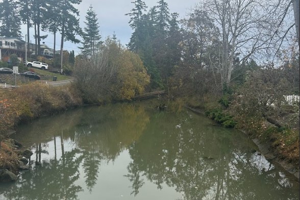 Terrell Creek, which connects Lake Terrell to Birch Bay surrounded by dense forestry.