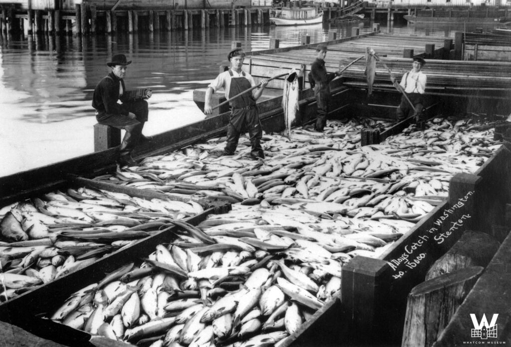 A group of fishermen standing in containers full of fish. some holding fish with a pole.