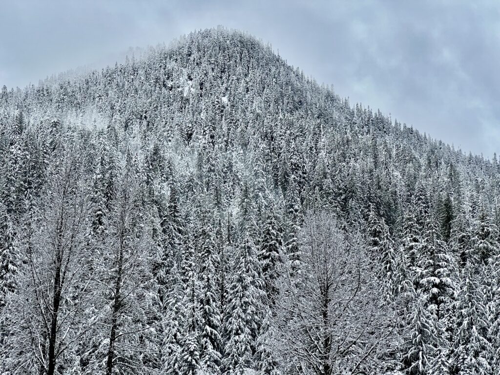 A mountain covered by snow-covered trees.