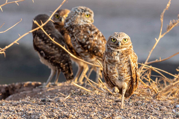 A parliament of burrowing owls stand near an agricultural drainage ditch in central California.