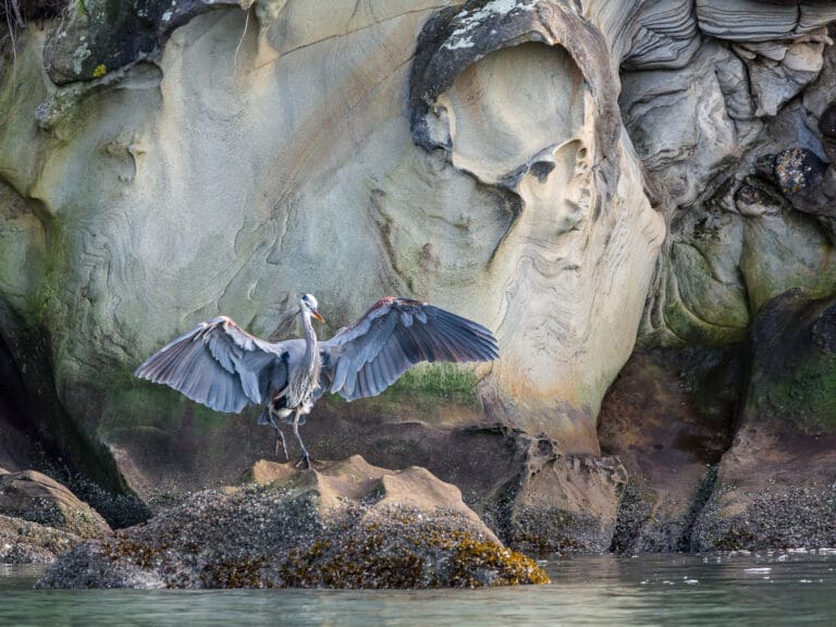 A photograph of a bird spreading its wings on the rocky shores.