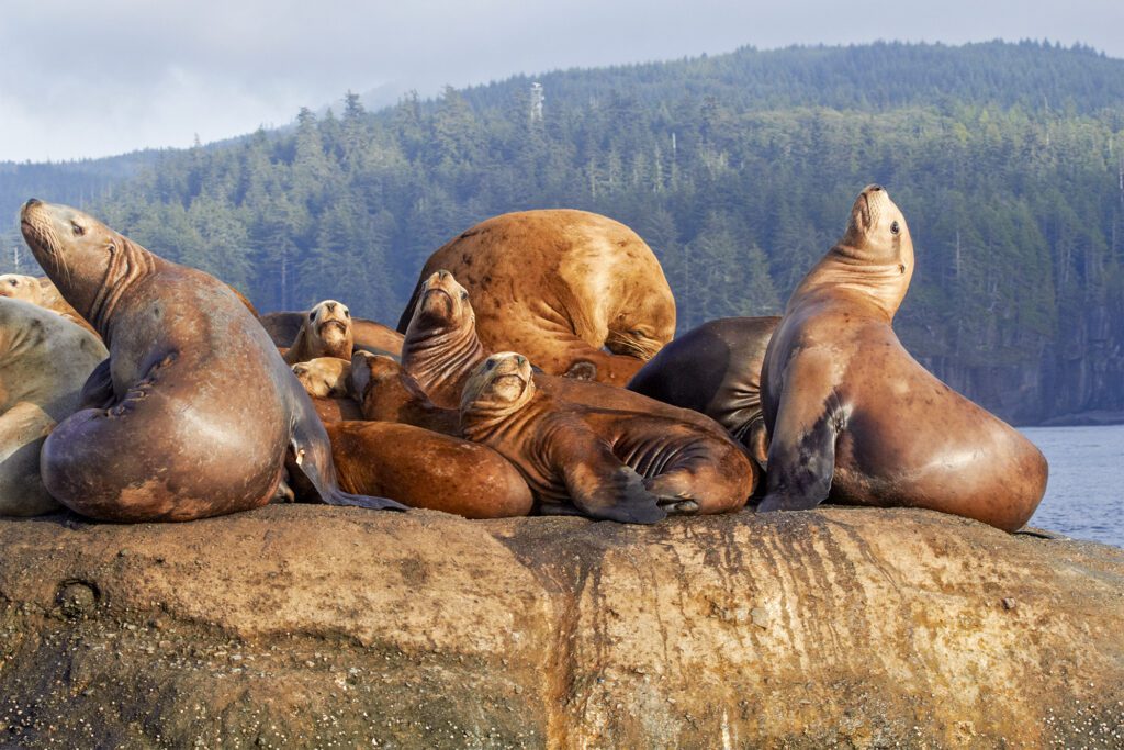 Steller sea lions lounging on rocks near the shore.