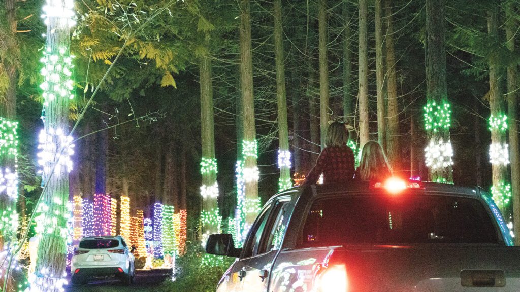 Children standing through the sunroof a car are looking at the christmas lights wrapped around the many trees surrounding the cars.