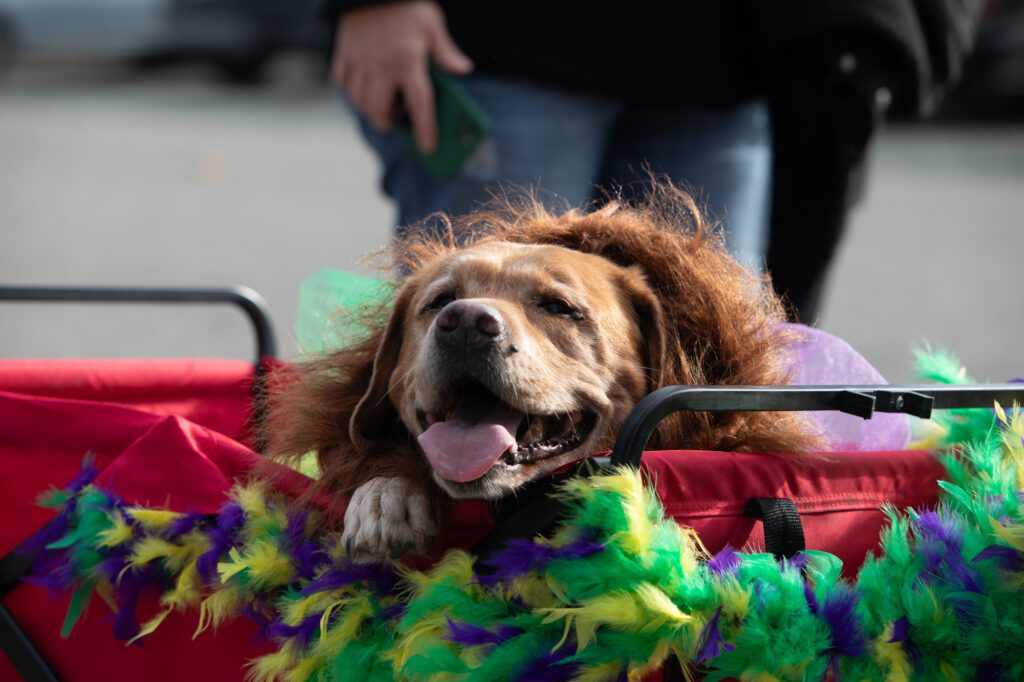 Gus enjoys some winter sunshine Saturday, Feb. 3 as he approaches Paws for a Beer during the second annual Mardi Gras Dog Walk.
