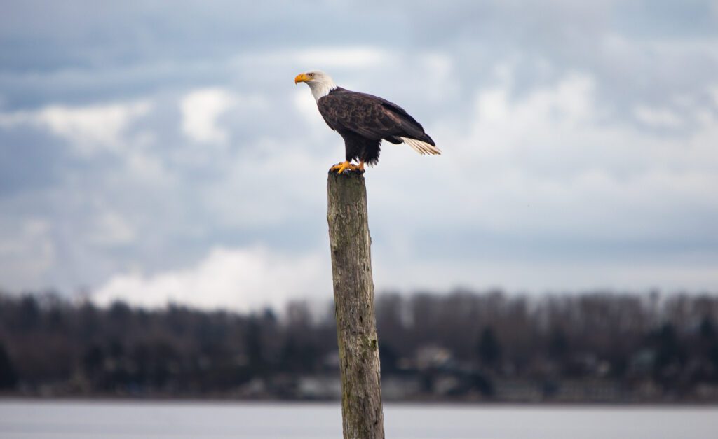 A bald eagle rests on a piling in Birch Bay on Feb. 21.