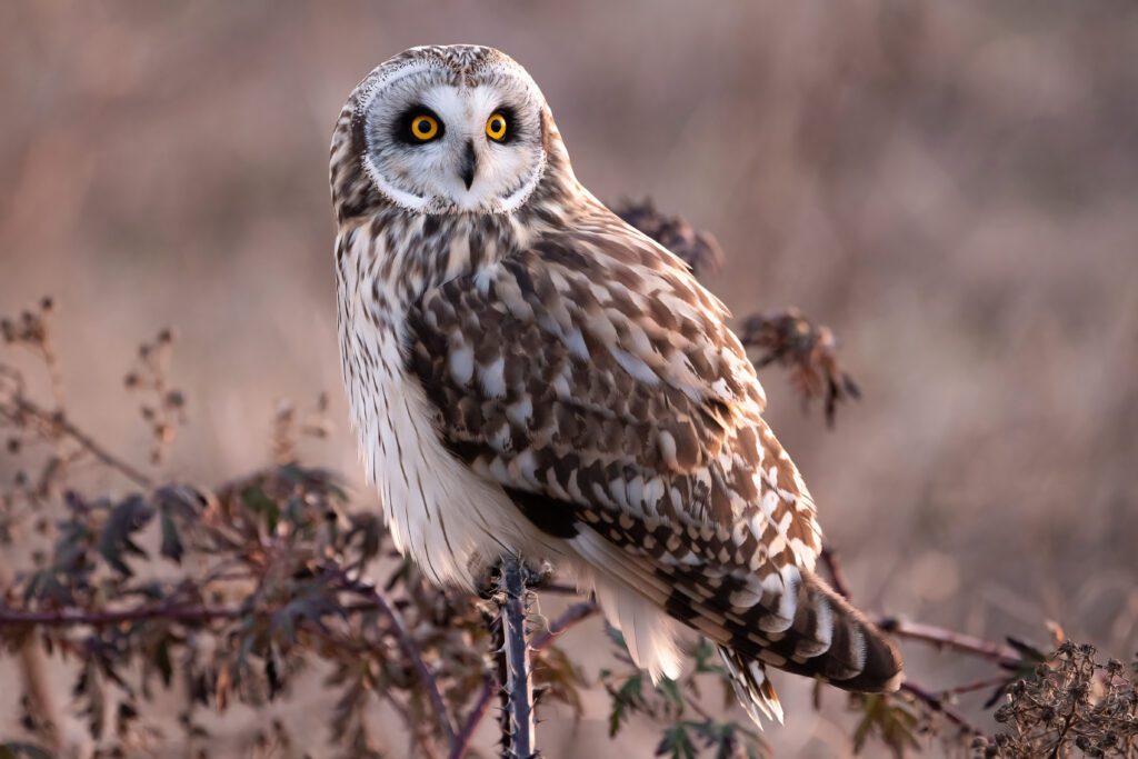 A short-eared owl rests on a branch Feb. 23 at the Skagit Wildlife Area Samish Unit near Edison.