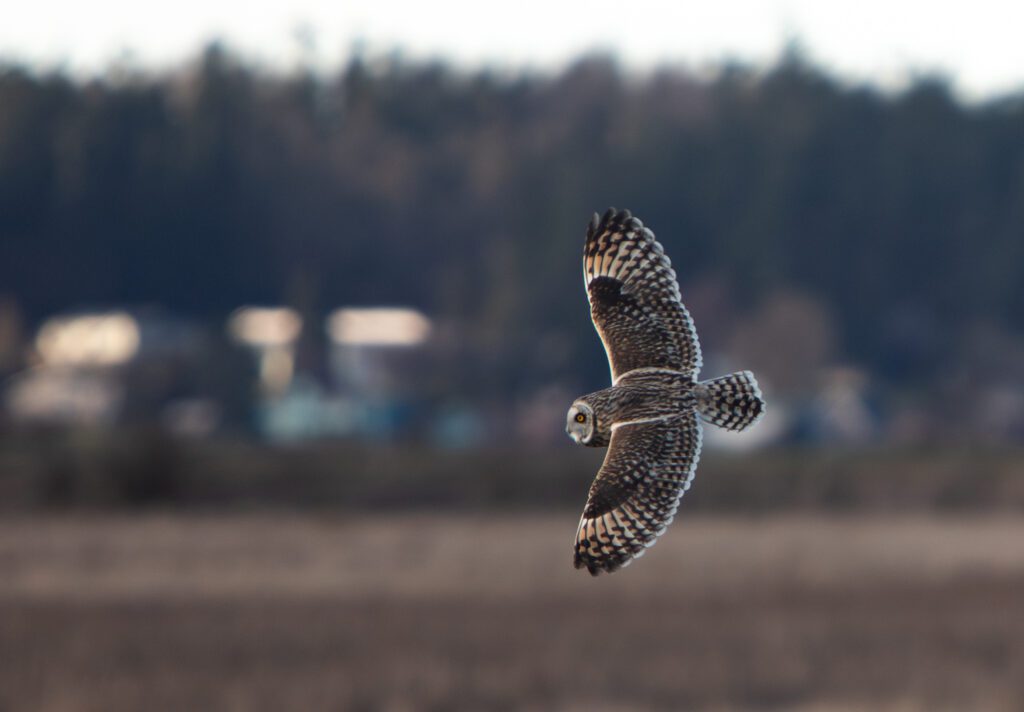 A short-eared owl swoops above a field on Feb. 22 at the Skagit Wildlife Area Samish Unit near Edison.